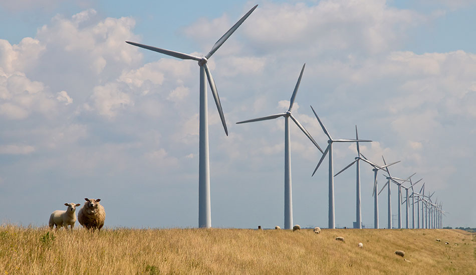 parque eólico con ovejas