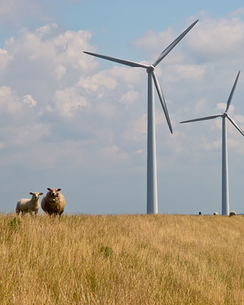 parque eólico con ovejas