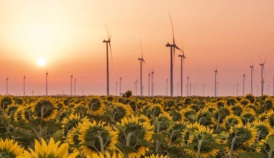 parque eólico en campo de girasoles