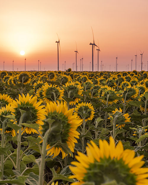 parque eólico en campo de girasoles