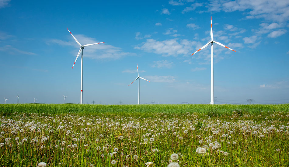parque eólico en campo de dientes de león