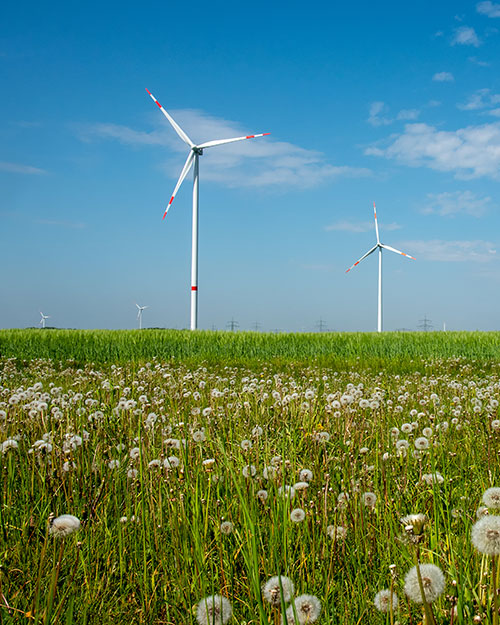 parque eólico en campo de dientes de león