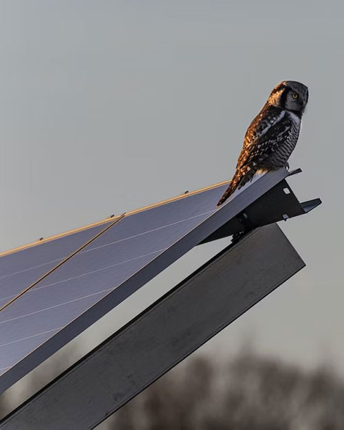 buho en un módulo fotovoltaico
