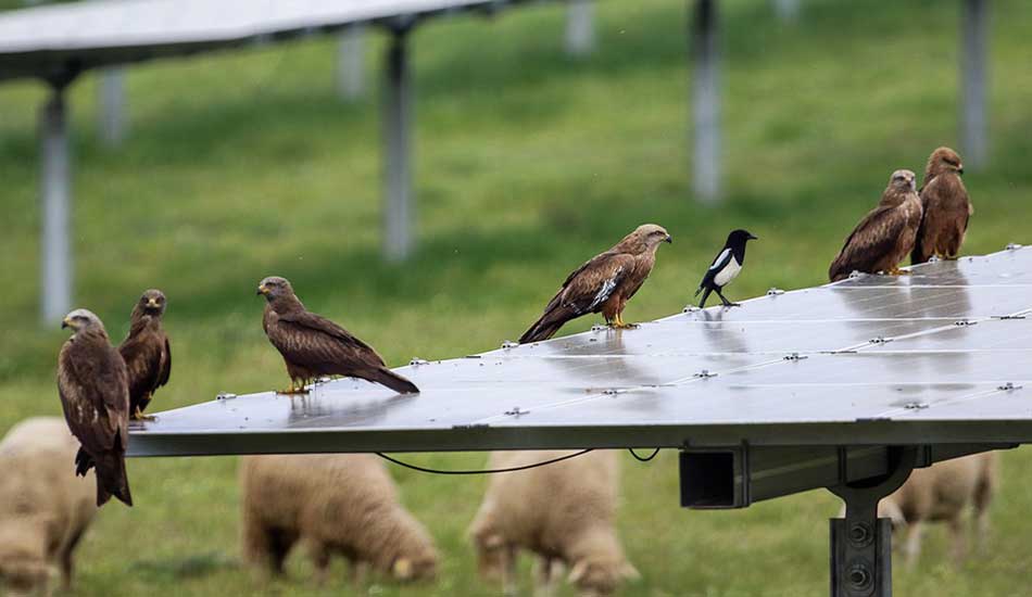 módulo solar con pájaros posados y ovejas pastando alrededor