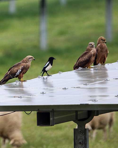 módulo solar con pájaros posados y ovejas pastando alrededor