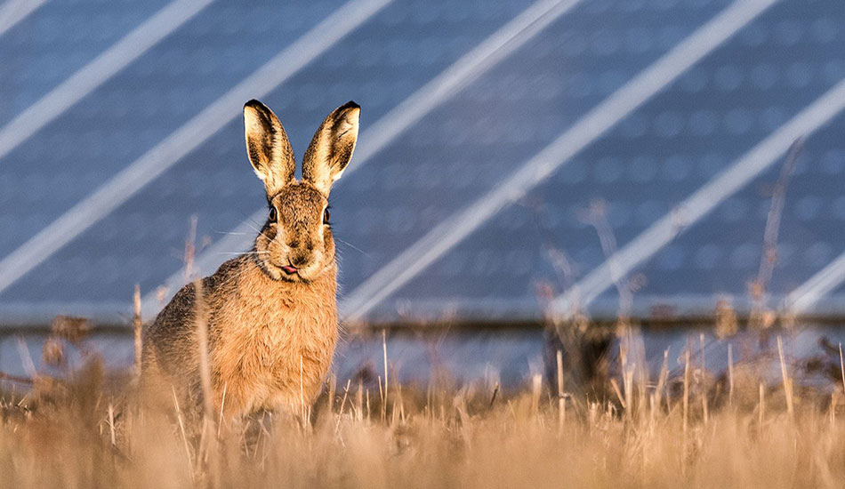 liebre en una planta solar