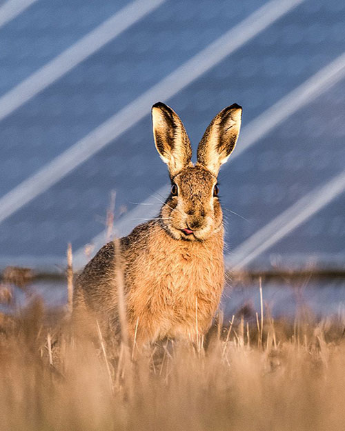 liebre en una planta solar